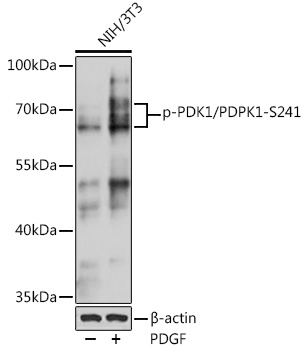 Phospho-PDK1/PDPK1-S241 Polyclonal Antibody
