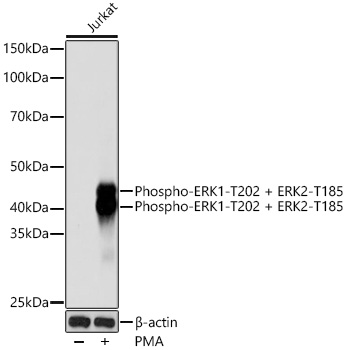 Phospho-ERK1-T202 + ERK2-T185 Monoclonal Antibody [8D0D7]