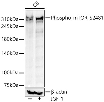 Phospho-mTOR-S2481 Polyclonal Antibody