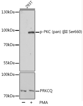 Phospho-PKC (pan) (BII Ser660) Polyclonal Antibody