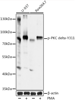 Phospho-PKC delta-Y311 Polyclonal Antibody