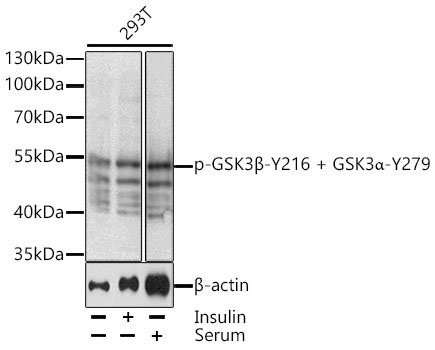 Phospho-GSK3beta-Y216 + GSK3a-Y279 Polyclonal Antibody