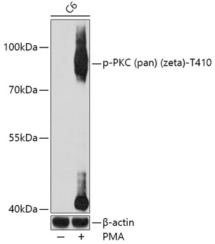 Phospho-PKC (pan) (zeta)-T410 Polyclonal Antibody