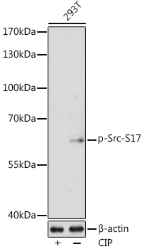Phospho-Src-S17 Polyclonal Antibody
