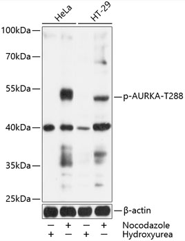 Phospho-AURKA-T288 Polyclonal Antibody