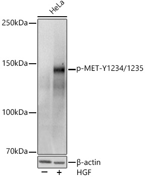 Phospho-MET-Y1234/1235 Polyclonal Antibody