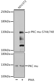 Phospho-PKC mu-S744/748 Polyclonal Antibody