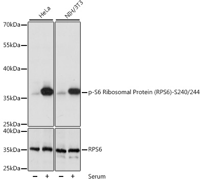 Phospho-S6 Ribosomal Protein (RPS6)-S240/244 Polyclonal Antibody