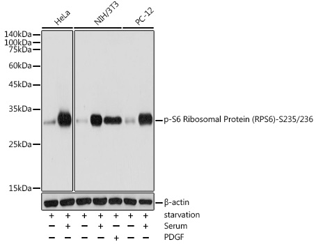Phospho-S6 Ribosomal Protein (RPS6)-S235/236 Polyclonal Antibody