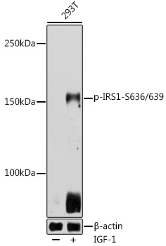 Phospho-IRS1-S636/639 Polyclonal Antibody