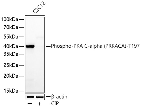 Phospho-PKA C-alpha (PRKACA)-T197 Polyclonal Antibody