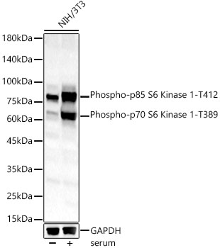 Phospho-p70 S6 Kinase 1-T389 Polyclonal Antibody