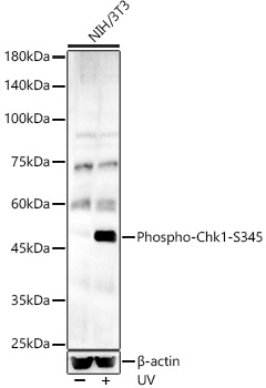 Phospho-Chk1-S345 Polyclonal Antibody