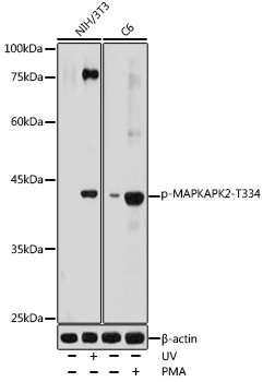 Phospho-MAPKAPK-2/MK2-T334 Polyclonal Antibody