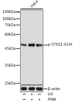 Phospho-STK11-S334 Polyclonal Antibody