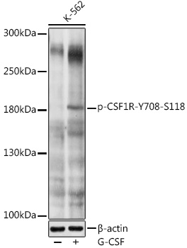 Phospho-CD115/CSF-1R-Y708 Polyclonal Antibody