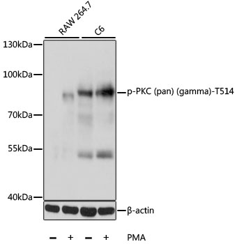 Phospho-PKC (pan) (gamma)-T514 Polyclonal Antibody