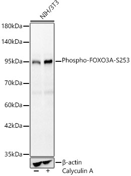 Phospho-FOXO3A-S253 Polyclonal Antibody