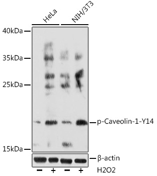 Phospho-Caveolin-1-Y14 Polyclonal Antibody
