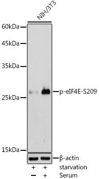 Phospho-eIF4E-S209 Polyclonal Antibody