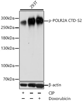 Phospho-POLR2A CTD-S2 Polyclonal Antibody