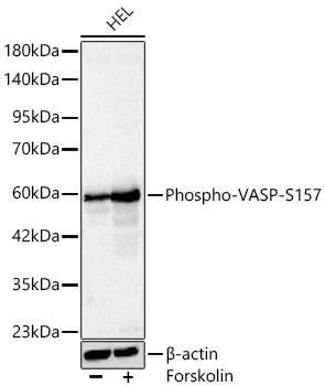 Phospho-VASP-S157 Polyclonal Antibody