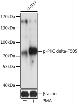 Phospho-PKC delta-T505 Polyclonal Antibody