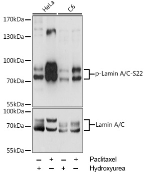 Phospho-Lamin A/C-S22 Polyclonal Antibody