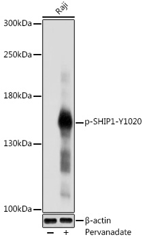 Phospho-SHIP1-Y1020 Polyclonal Antibody