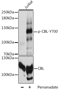 Phospho-CBL-Y700 Polyclonal Antibody