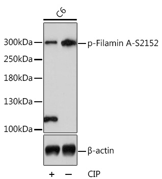 Phospho-Filamin A-S2152 Polyclonal Antibody