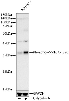 Phospho-PPP1CA-T320 Polyclonal Antibody