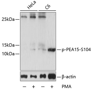 Phospho-PEA15-S104 Polyclonal Antibody