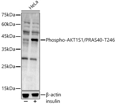 Phospho-AKT1S1/PRAS40-T246 Polyclonal Antibody