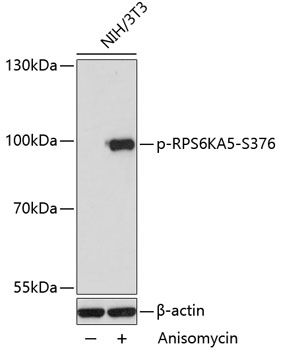 Phospho-RPS6KA5-S376 Polyclonal Antibody