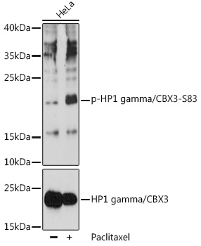 Phospho-HP1 gamma/CBX3-S83 Polyclonal Antibody