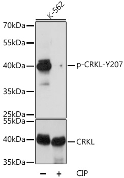 Phospho-CRKL-Y207 Polyclonal Antibody