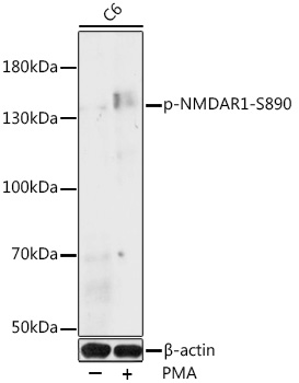 Phospho-NMDAR1-S890 Polyclonal Antibody
