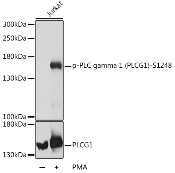 Phospho-PLC gamma 1 (PLCG1)-S1248 Polyclonal Antibody