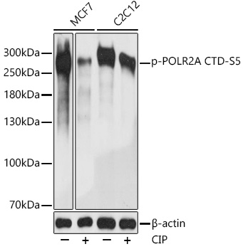 Phospho-POLR2A CTD-S5 Polyclonal Antibody