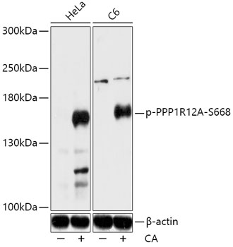 Phospho-PPP1R12A-S668 Polyclonal Antibody
