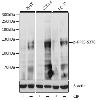 Phospho-PPIG-S376 Polyclonal Antibody