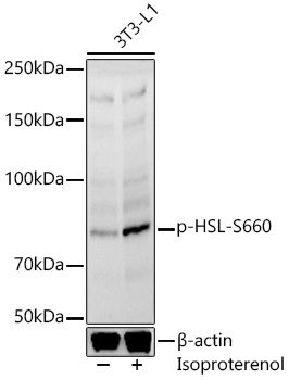 Phospho-HSL-S660 Polyclonal Antibody