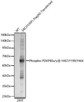 Phospho-PI3KP85-apha/P55-gamma/P85-beta-Y467/Y199/Y464 Polyclonal Antibody