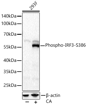 Phospho-IRF3-S386 Polyclonal Antibody