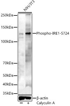 Phospho-IRE1-S724 Polyclonal Antibody