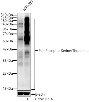Pan Phospho-Serine/Threonine Polyclonal Antibody