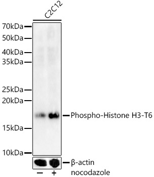 Phospho-Histone H3-T6 Polyclonal Antibody