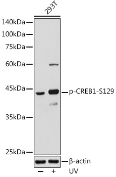 Phospho-CREB1-S129 Polyclonal Antibody