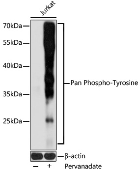 Pan Phospho-Tyrosine Polyclonal Antibody